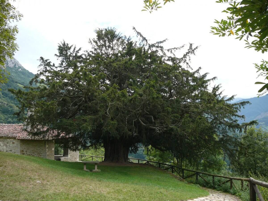 Britain’s oldest tree